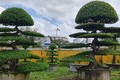 Ngắm loạt bonsai “phong thủy” trong nhóm Tứ linh khiến nhiều người săn lùng