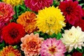 5 loại hoa đẹp nên trồng ngay để nở đúng dịp Tết