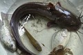 Vì sao ngạnh cá trê có thể gây hoại tử da, nhiễm khuẩn huyết?