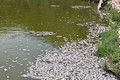 Kết quả xét nghiệm mẫu nước trong vụ cá chết ở hồ Bàu Sen