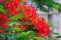 Hoa phượng khoe sắc đỏ rực trên nhiều tuyến phố Hà Nội