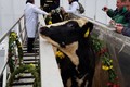 Đàn bò sữa cao sản HF nhập từ Mỹ về trang trại TH tại Moscow