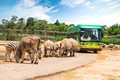 Diệu kỳ hành trình khôn lớn của “hot kid” bé Mây tại Vinpearl Safari Phú Quốc
