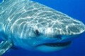 Đầu và chân người được tìm thấy trong bụng cá mập 