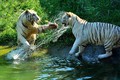Bí ẩn về hổ trắng cực hiếm có tại Việt Nam