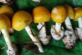 Ăn nấm lạ, 7 người ở Phú Quốc bị ngộ độc