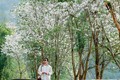 Mùa ban trắng Nà Sự – Vẻ đẹp tinh khôi chốn bản làng