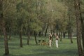 Lạc bước giữa rừng thông cổ ở lăng Gia Long