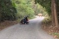 Voi rừng thường xuyên xuất hiện gần khu dân cư ở Đồng Nai