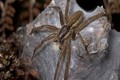  Loài nhện thích “đào mỏ”