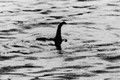 Google vào cuộc tìm quái vật hồ Loch Ness 