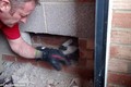 Phi vụ giải cứu mèo đáng thương mắc kẹt trong tường 