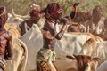 Dị thường bộ tộc nam giới muốn lấy vợ phải nhảy qua 10 con bò 