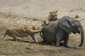 Hai con sư tử đói quỷ quyệt khiến voi mất mạng nhanh chóng
