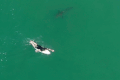Video: Kỳ lạ, cá mập trắng vờn người lướt ván nhưng không tấn công