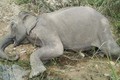 Con voi cuối cùng ở Gia Lai chết
