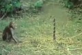 Video: Bị khỉ “trêu ngươi”, hổ mang chúa phùng mang chống trả 