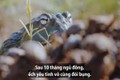 Video: Ếch khổng lồ lùa cả đàn bọ hung vào miệng