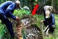 Quay lại chốn cũ, nhóm người phát hiện hơn 40 con rắn độc 