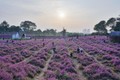 Giới trẻ đổ về vườn hoa ở Hà Nội chụp ảnh đầu năm