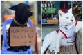 Chó mèo “xả thân” bán hàng và loạt biểu cảm không nhịn nổi cười