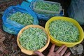 “Lộc trời” ở Tây Nguyên đến mùa bắt đem bán 200.000 đồng/kg