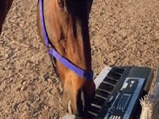 Ba chú ngựa thể hiện khả năng chơi đàn gây “sốt” mạng xã hội