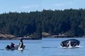 Chạy trốn cá voi, sư tử biển lao lên mặt nước phi trúng thuyền