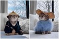 Chú mèo nổi đình đám MXH nhờ thời trang sành điệu 