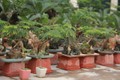 Vạn tuế mini bonsai 20 năm tuổi xuống phố