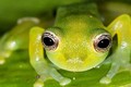 Khám phá bí ẩn của loài ếch có khả năng 'tàng hình'