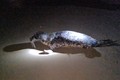Bất ngờ phát hiện hải cẩu đốm quý hiếm ở Trung Quốc