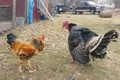 Màn giao chiến giữa gà trống với gà tây