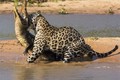 Top 5 pha chạm trán chết chóc của cá sấu