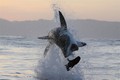 Cận cảnh pha bay người lên không đớp hải cẩu của cá mập trắng