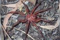 Phát hiện nhện khổng lồ quý hiếm ở Australia