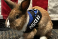 Thỏ được phong làm sĩ quan, giúp chữa lành cảnh sát