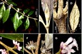 Công bố phát hiện 2 loài thực vật mới Vườn QG Vũ Quang