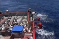Cận cảnh màn câu cá ngừ “siêu tốc” của ngư dân Australia
