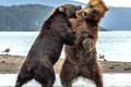 Màn “đấu quyền anh” kịch tính của hai chú gấu khổng lồ 
