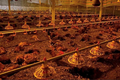 10.000 con gà sắp xuất bán lăn ra chết, chủ trại “đốt” tiền tỷ