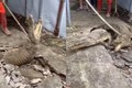 3 con cá sấu bất ngờ chui lên từ vỉa hè nứt nẻ