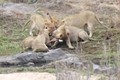Linh dương tử nạn khi bị 5 con sư tử truy sát
