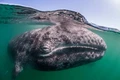 Hé lộ nguyên nhân hàng nghìn cá voi xám chết dạt vào bờ biển