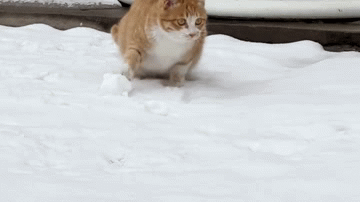 Mèo tinh nghịch tạo quả cầu tuyết