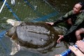 Báo quốc tế đồng loạt đưa tin về cụ Rùa Hồ Gươm