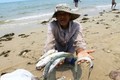 Truyền thông quốc tế đưa tin vụ Formosa là thủ phạm vụ cá chết ở VN