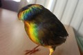 Hài hước với “mái tóc sành điệu” của loài chim ăn chơi nhất thế giới