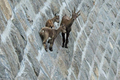 Kỳ lạ loài động vật có thể leo lên những vách đá dựng đứng