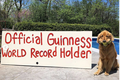 Chú chó lập kỷ lục thế giới khi ngậm một lúc... 6 trái bóng